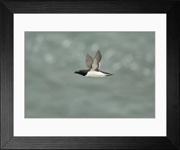 Framed Print : Razorbill - In flight Alca torda Fowlsheugh RSPB Reserve Grampian, UK BI010103 Framed Print : Razorbill - In flight Alca torda Fowlsheugh RSPB Reserve Grampian, UK BI010103