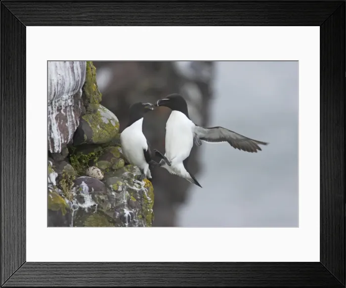 Framed Print : Razorbill - Landing on cliff Alca torda Fowlsheugh RSPB Reserve Grampian, UK BI010112 Framed Print : Razorbill - Landing on cliff Alca torda Fowlsheugh RSPB Reserve Grampian, UK BI010112