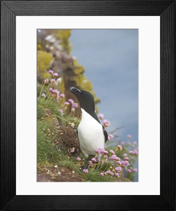 Framed Print : Razorbill - On cliff Alca torda Fowlsheugh RSPB Reserve Grampian, UK BI010136 Framed Print : Razorbill - On cliff Alca torda Fowlsheugh RSPB Reserve Grampian, UK BI010136