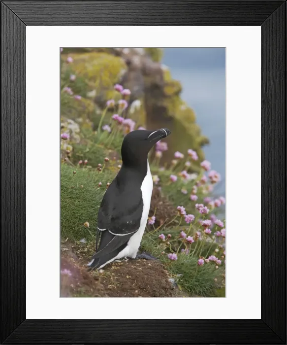 Framed Print : Razorbill - On cliff Fowlsheugh RSPB Reserve Grampian, UK BI010137 Framed Print : Razorbill - On cliff Fowlsheugh RSPB Reserve Grampian, UK BI010137