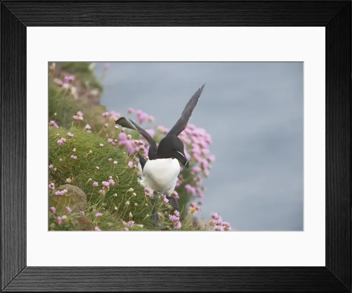 Framed Print : Razorbill - Walking along cliff edge using wings to balance Alca torda Fowlsheugh RSPB Reserve Grampian, UK BI010141