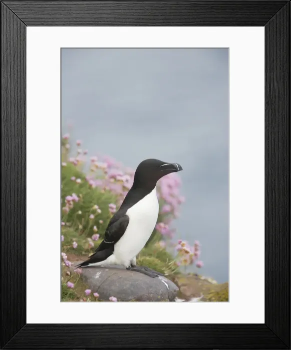 Framed Print : Razorbill - On cliff edge Alca torda Fowlsheugh RSPB Reserve Grampian, UK BI010144 Framed Print : Razorbill - On cliff edge Alca torda Fowlsheugh RSPB Reserve Grampian, UK BI010144
