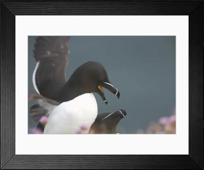 Framed Print : Razorbill Alca torda Fowlsheugh RSPB Reserve Grampian, UK BI010147 Framed Print : Razorbill Alca torda Fowlsheugh RSPB Reserve Grampian, UK BI010147
