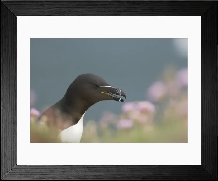 Framed Print : Razorbill Alca torda Fowlsheugh RSPB Reserve Grampian, UK BI010148 Framed Print : Razorbill Alca torda Fowlsheugh RSPB Reserve Grampian, UK BI010148
