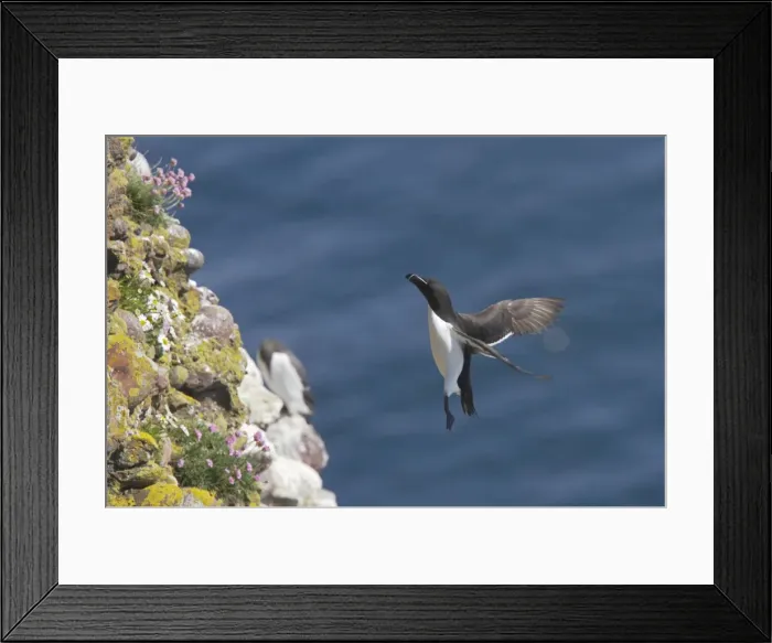 Framed Print : Razorbill - Returning to breeding cliff Alca torda Fowlsheugh RSPB Reserve Grampian, UK BI010151 Framed Print : Razorbill - Returning to breeding cliff Alca torda Fowlsheugh RSPB Reserve Grampian, UK BI010151