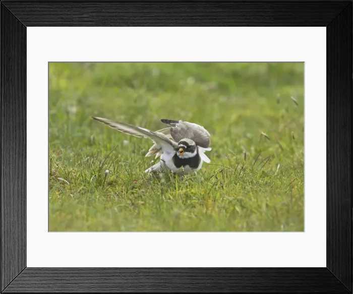 Framed Print : Ringed Plover - Broken Wing Display Charadrius hiaticula Yell, Shetland, UK BI011343 Framed Print : Ringed Plover - Broken Wing Display Charadrius hiaticula Yell, Shetland, UK BI011343