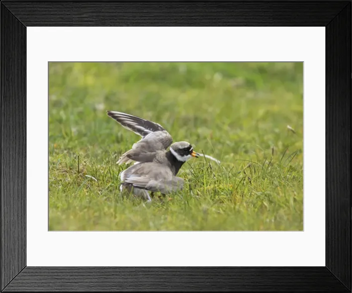 Framed Print : Ringed Plover - Broken Wing Display Charadrius hiaticula Yell, Shetland, UK BI011345 Framed Print : Ringed Plover - Broken Wing Display Charadrius hiaticula Yell, Shetland, UK BI011345
