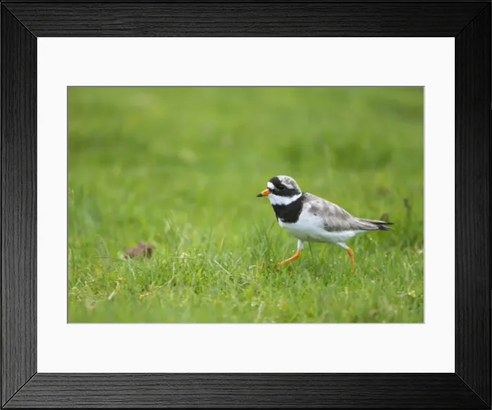 Framed Print : Ringed Plover - Running Charadrius hiaticula Unst, Shetland, UK BI011370 Framed Print : Ringed Plover - Running Charadrius hiaticula Unst, Shetland, UK BI011370
