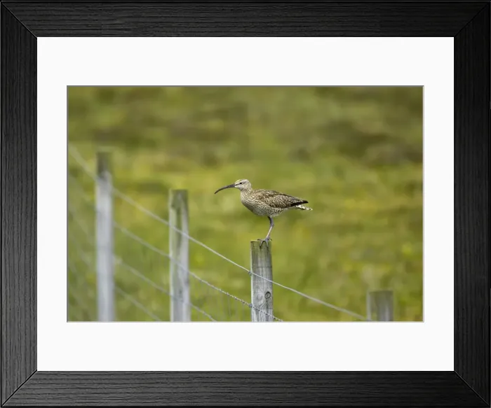 Framed Print : Whimbrel - On post Numenius phaeopus Shetland Mainland, UK BI011463 Framed Print : Whimbrel - On post Numenius phaeopus Shetland Mainland, UK BI011463