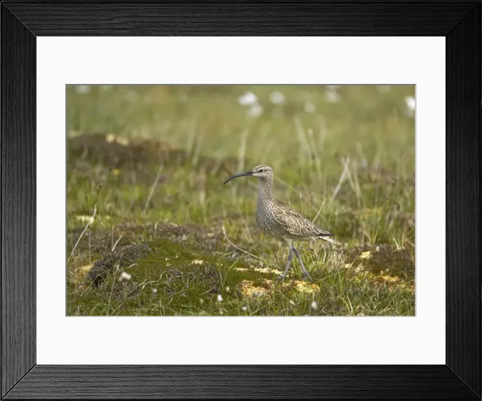 Framed Print : Whimbrel Numenius phaeopus Shetland Mainland, UK BI011470 Framed Print : Whimbrel Numenius phaeopus Shetland Mainland, UK BI011470