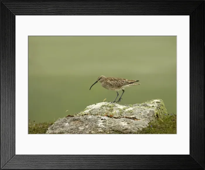 Framed Print : Whimbrel - On rock Numenius phaeopus Shetland Mainland, UK BI011479 Framed Print : Whimbrel - On rock Numenius phaeopus Shetland Mainland, UK BI011479