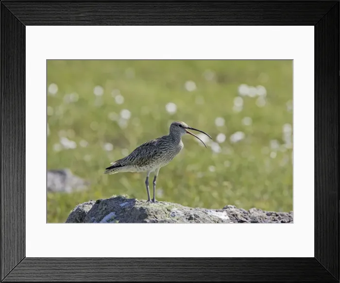 Framed Print : Whimbrel - Calling from rock Numenius phaeopus Shetland Mainland, UK BI011484 Framed Print : Whimbrel - Calling from rock Numenius phaeopus Shetland Mainland, UK BI011484