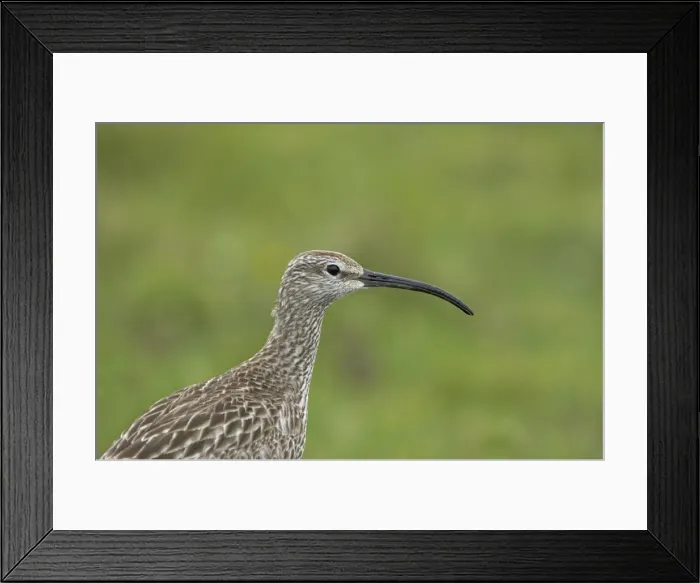 Framed Print : Whimbrel - Close up showing head markings Numenius phaeopus Shetland Mainland, UK BI011502 Framed Print : Whimbrel - Close up showing head markings Numenius phaeopus Shetland Mainland, UK BI011502