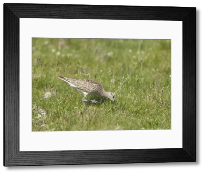 Framed Print : Whimbrel - Feeding Numenius phaeopus Shetland Mainland, UK BI011505 Framed Print : Whimbrel - Feeding Numenius phaeopus Shetland Mainland, UK BI011505