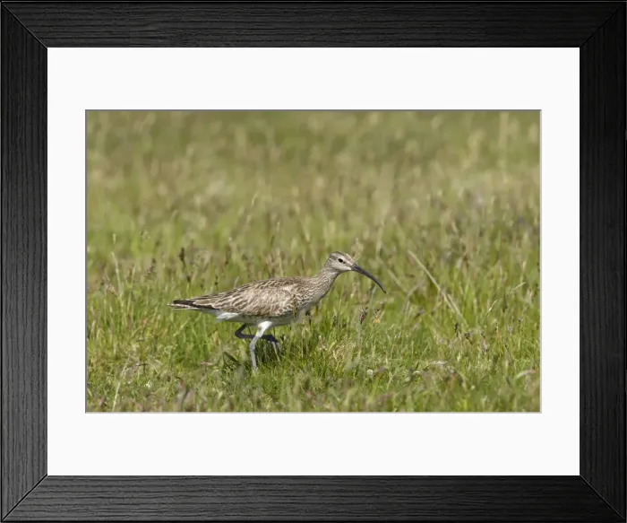 Framed Print : Whimbrel - Walking through grassland Numenius phaeopus Shetland Mainland, UK BI011510 Framed Print : Whimbrel - Walking through grassland Numenius phaeopus Shetland Mainland, UK BI011510