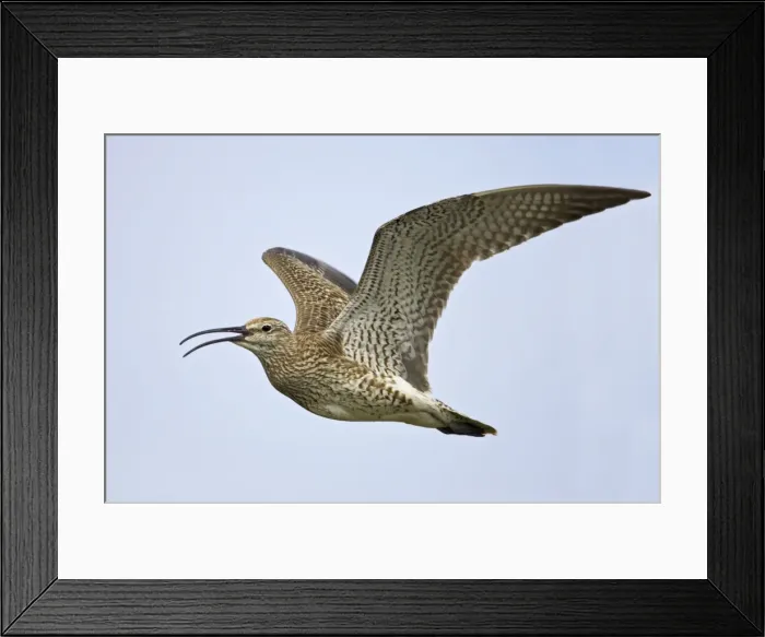 Framed Print : Whimbrel - Calling in flight Numenius phaeopus Shetland Mainland, UK BI011518 Framed Print : Whimbrel - Calling in flight Numenius phaeopus Shetland Mainland, UK BI011518