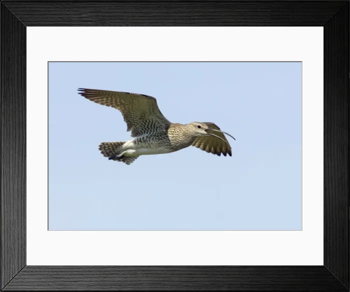 Framed Print : Whimbrel - Calling in flight Numenius phaeopus Shetland Mainland, UK BI011567 Framed Print : Whimbrel - Calling in flight Numenius phaeopus Shetland Mainland, UK BI011567