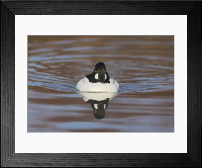 Framed Print : Goldeneye - Drake Bucephala clangula WWT Slimbridge Gloucester, UK BI013033 Framed Print : Goldeneye - Drake Bucephala clangula WWT Slimbridge Gloucester, UK BI013033