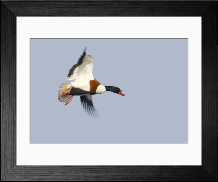 Framed Print : Shelduck - In Flight Tadorna tadorna Severn Valley Gloucestershire, UK BI013089 Framed Print : Shelduck - In Flight Tadorna tadorna Severn Valley Gloucestershire, UK BI013089