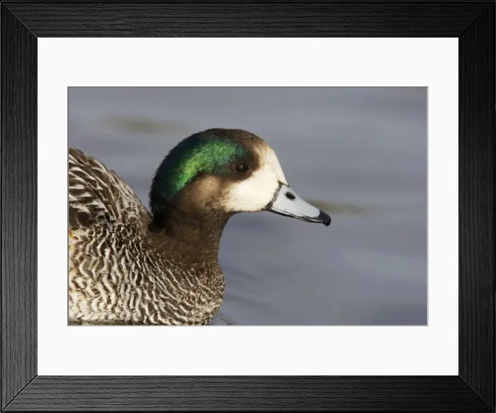 Framed Print : Chiloe Wigeon - Head Shot Anas sibilatrix WWT Slimbridge Gloucestershire, UK BI013107 Framed Print : Chiloe Wigeon - Head Shot Anas sibilatrix WWT Slimbridge Gloucestershire, UK BI013107
