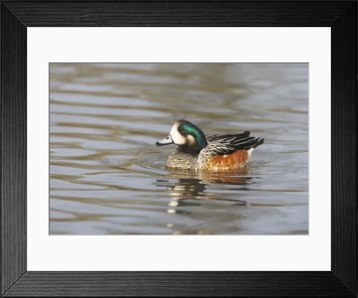 Framed Print : Chiloe Wigeon Anas sibilatrix WWT Slimbridge Gloucestershire, UK BI013115 Framed Print : Chiloe Wigeon Anas sibilatrix WWT Slimbridge Gloucestershire, UK BI013115
