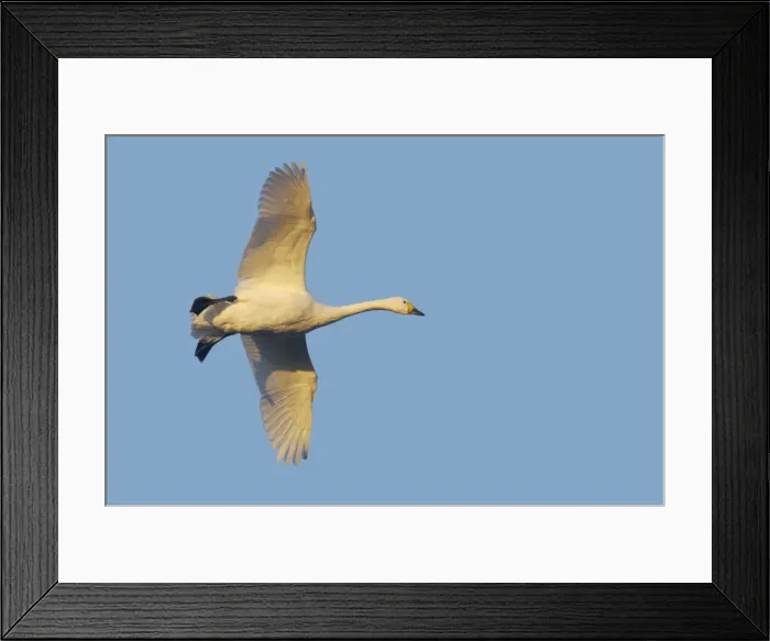 Framed Print : Bewick's Swan - In Flight Olor columbianus bewickii WWT Slimbridge Gloucestershire, UK BI013181 Framed Print : Bewick's Swan - In Flight Olor columbianus bewickii WWT Slimbridge Gloucestershire, UK BI013181