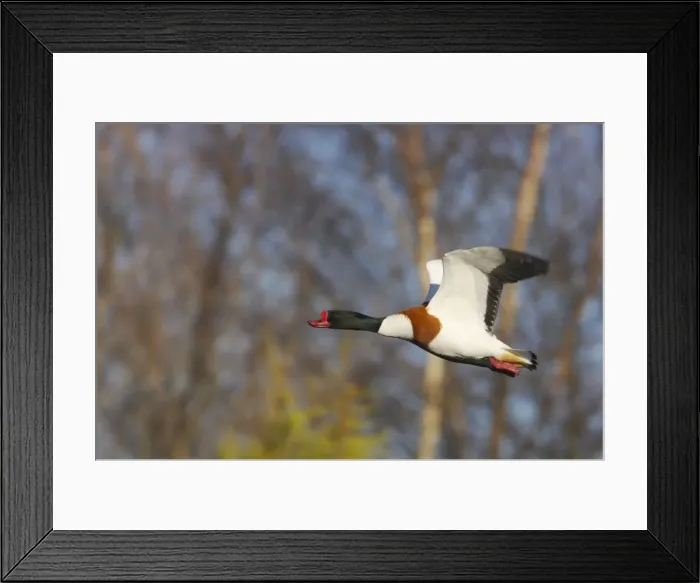 Framed Print : Shelduck - In Flight Tadorna tadorna WWT Martin Mere Lanacashire, UK BI013193 Framed Print : Shelduck - In Flight Tadorna tadorna WWT Martin Mere Lanacashire, UK BI013193