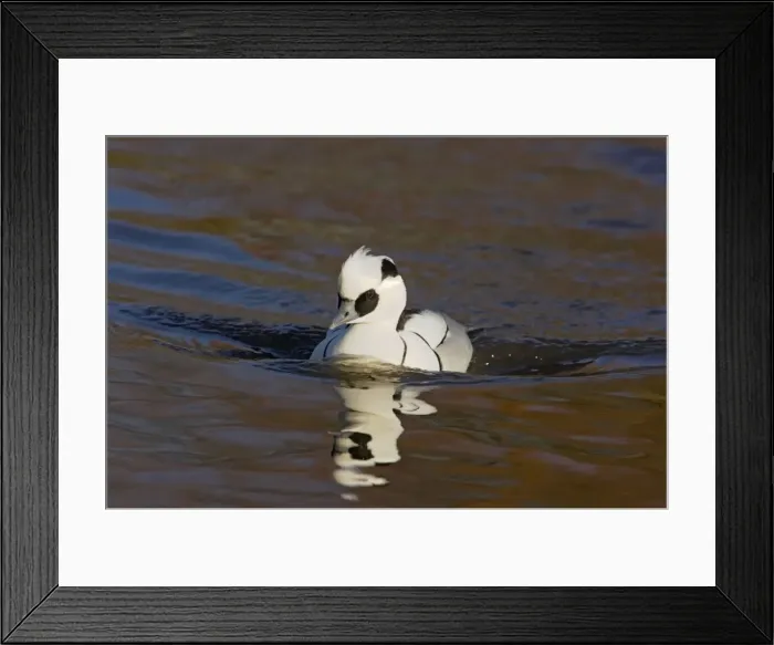 Framed Print : Smew Mergellus albellus WWT Martin Mere Lanacashire, UK BI013196 Framed Print : Smew Mergellus albellus WWT Martin Mere Lanacashire, UK BI013196