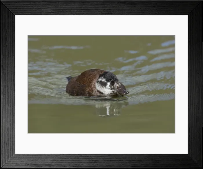Framed Print : White Headed Duck - Female Oxyura leucocephala Arundel WWT Sussex, UK BI013298 Framed Print : White Headed Duck - Female Oxyura leucocephala Arundel WWT Sussex, UK BI013298