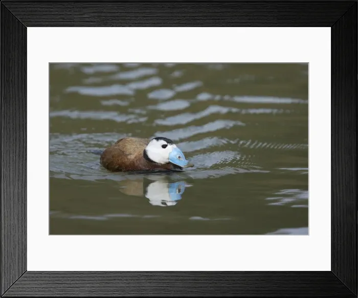 Framed Print : White Headed Duck Oxyura leucocephala Arundel WWT Sussex, UK BI013300 Framed Print : White Headed Duck Oxyura leucocephala Arundel WWT Sussex, UK BI013300