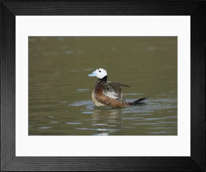 Framed Print : White Headed Duck - Drake Washing Oxyura leucocephala Arundel WWT Sussex, UK BI013304 Framed Print : White Headed Duck - Drake Washing Oxyura leucocephala Arundel WWT Sussex, UK BI013304
