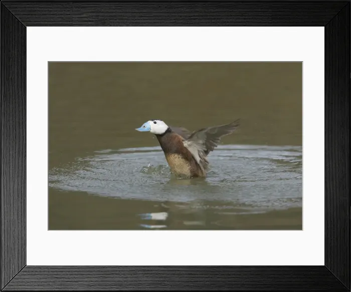 Framed Print : White Headed Duck - Drake Washing Oxyura leucocephala Arundel WWT Sussex, UK BI013305 Framed Print : White Headed Duck - Drake Washing Oxyura leucocephala Arundel WWT Sussex, UK BI013305