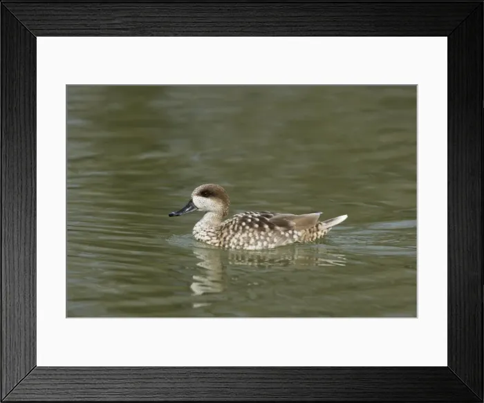 Framed Print : Marbled Teal Marmaronetta angustirostris Arundel WWT Sussex, UK BI013317 Framed Print : Marbled Teal Marmaronetta angustirostris Arundel WWT Sussex, UK BI013317
