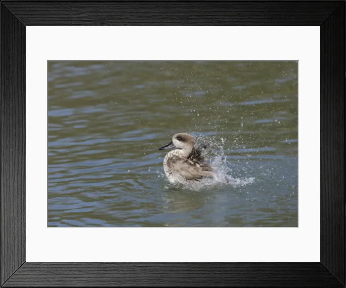 Framed Print : Marbled Teal - Washing Marmaronetta angustirostris Arundel WWT Sussex, UK BI013319 Framed Print : Marbled Teal - Washing Marmaronetta angustirostris Arundel WWT Sussex, UK BI013319