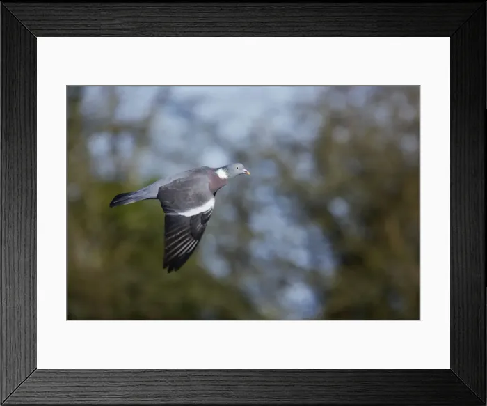 Framed Print : Woodpigeon - In Flight Columba palumbus Sussex, UK BI013354 Framed Print : Woodpigeon - In Flight Columba palumbus Sussex, UK BI013354
