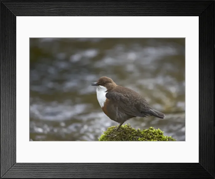 Framed Print : Dipper - Singing on rock in stream Cinclus cinclus Peak District National Park Derbyshire, UK BI013383 Framed Print : Dipper - Singing on rock in stream Cinclus cinclus Peak District National Park Derbyshire, UK BI013383