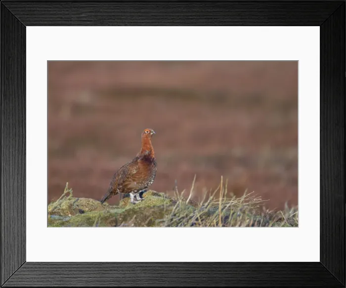Framed Print : Red Grouse Lagopus lagopus scoticus Yorkshire Dales National Park Yorkshire, UK BI013427 Framed Print : Red Grouse Lagopus lagopus scoticus Yorkshire Dales National Park Yorkshire, UK BI013427