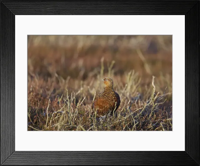 Framed Print : Red Grouse Lagopus lagopus scoticus Yorkshire Dales National Park Yorkshire, UK BI013428 Framed Print : Red Grouse Lagopus lagopus scoticus Yorkshire Dales National Park Yorkshire, UK BI013428