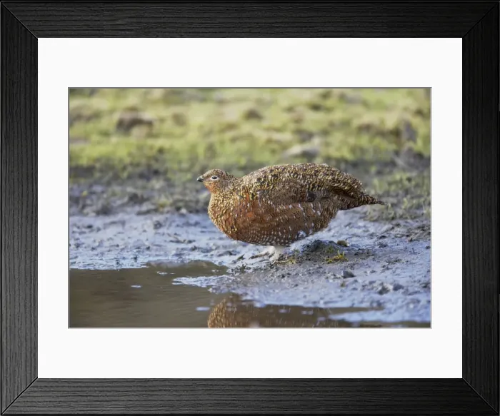 Framed Print : Red Grouse - Female at Drinking Place Lagopus lagopus scoticus Yorkshire Dales National Park Yorkshire, UK BI013482 Framed Print : Red Grouse - Female at Drinking Place Lagopus lagopus scoticus Yorkshire Dales National Park Yorkshire, UK BI013482