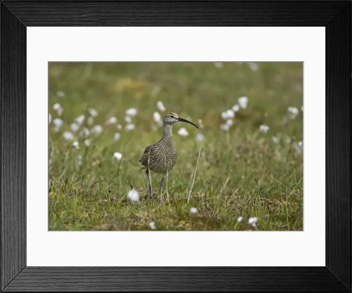 Framed Print : Whimbrel Numenius phaeopus Shetland Mainland, UK BI011465 Framed Print : Whimbrel Numenius phaeopus Shetland Mainland, UK BI011465