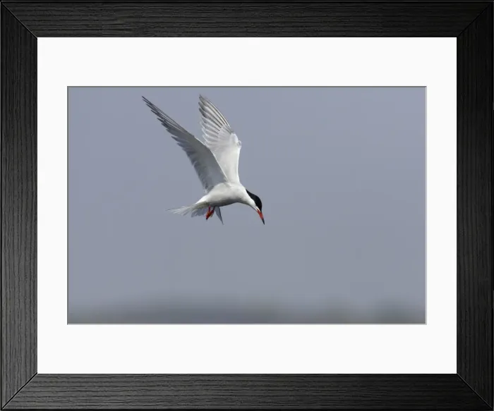 Framed Print : Common Tern - Hovering whilst hunting for fish Minsmere, Suffolk, UK BI009842 Framed Print : Common Tern - Hovering whilst hunting for fish Minsmere, Suffolk, UK BI009842