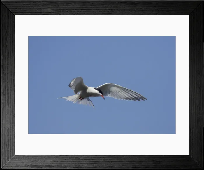 Framed Print : Common Tern - Hovering whilst hunting for fish Minsmere, Suffolk, UK BI009857 Framed Print : Common Tern - Hovering whilst hunting for fish Minsmere, Suffolk, UK BI009857