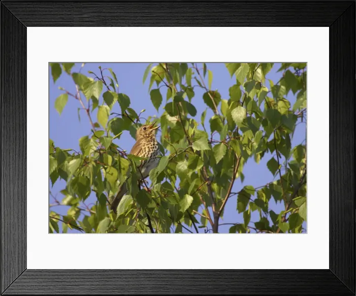 Framed Print : Song Thrush - Singing from perch in Birch Tree Essex, UK BI009876 Framed Print : Song Thrush - Singing from perch in Birch Tree Essex, UK BI009876