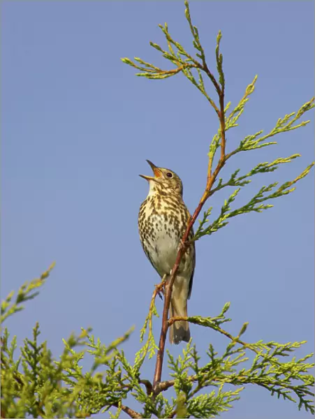 Song Thrush - Singing from perch in Leylandii Essex, UK BI009882
