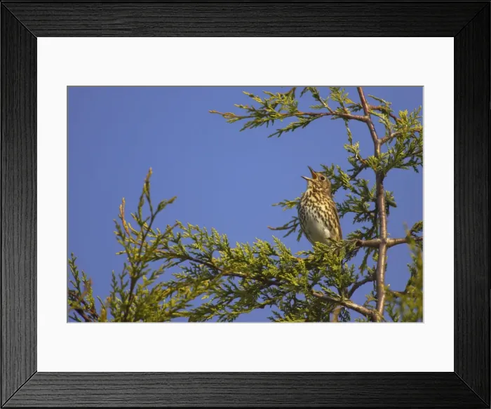 Framed Print : Song Thrush - Singing from perch in Leylandii Essex, UK BI009872 Framed Print : Song Thrush - Singing from perch in Leylandii Essex, UK BI009872