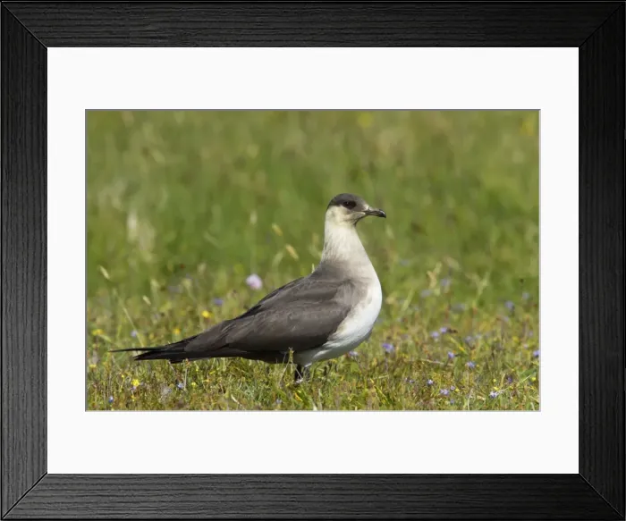 Framed Print : Arctic Skua (Pale Phase) - On Breeding Grounds Mousa Island, Shetland, UK BI009902 Framed Print : Arctic Skua (Pale Phase) - On Breeding Grounds Mousa Island, Shetland, UK BI009902
