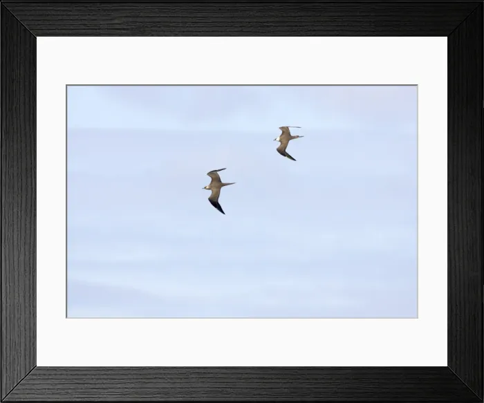 Framed Print : Arctic Skua - Pair in flight Fetlar Island, Shetland, UK BI009929 Framed Print : Arctic Skua - Pair in flight Fetlar Island, Shetland, UK BI009929