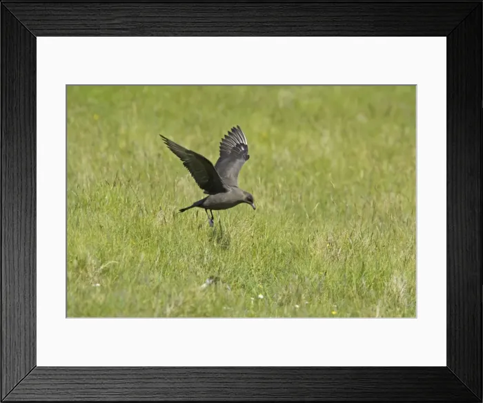 Framed Print : Arctic Skua (Dark Phase) - Coming in to Land Mousa Island, Shetland, UK BI009935 Framed Print : Arctic Skua (Dark Phase) - Coming in to Land Mousa Island, Shetland, UK BI009935