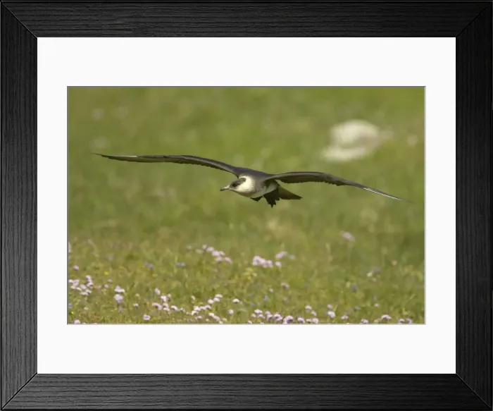 Framed Print : Arctic Skua (Pale Phase) - In Flight Mousa Island, Shetland, UK BI009955 Framed Print : Arctic Skua (Pale Phase) - In Flight Mousa Island, Shetland, UK BI009955