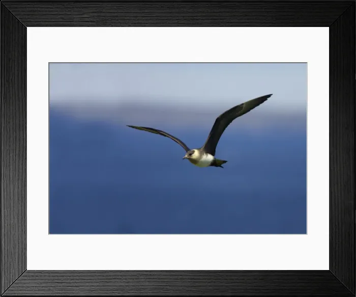 Framed Print : Arctic Skua (Pale Phase) - In Flight Mousa Island, Shetland, UK BI009959 Framed Print : Arctic Skua (Pale Phase) - In Flight Mousa Island, Shetland, UK BI009959